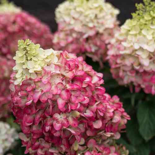 Japaninhortensia 'Living Colourful Cocktail'