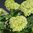 Vidjehortensia 'Sublime Annabelle'®