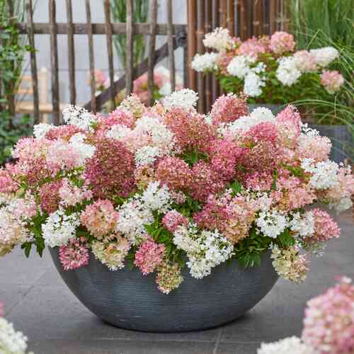 Vipphortensia 'Groundbreaker® Blush'