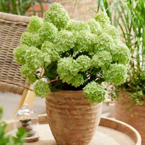 Japaninhortensia 'Petite Cherry'