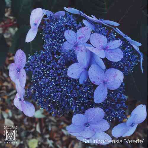 Safiirihortensia 'Veerle' 
