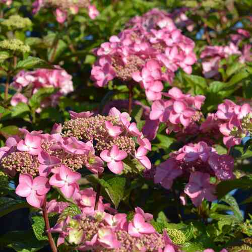 Jalohortensia 'Popstar®'