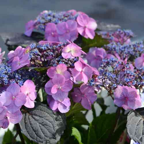 Safiirihortensia Flair & Flavours® 'Blueberry Cheesecake'