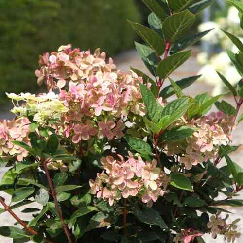 Japaninhortensia (S)witch® 'Ophelia'