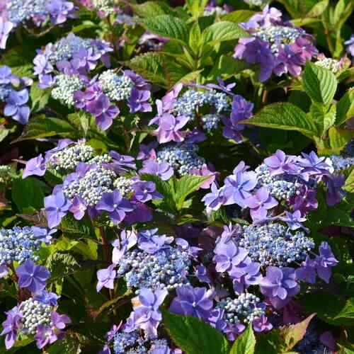 Safiirihortensia Flair & Flavours® 'Blackberry Pie'