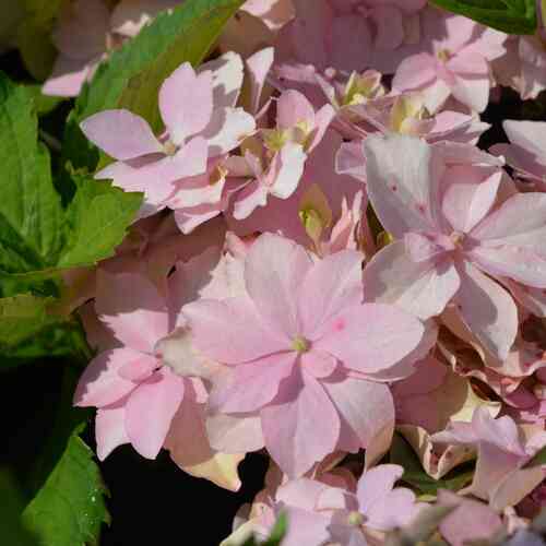 Safiirihotensia Flair & Flavours® 'Pink Sweethearts'