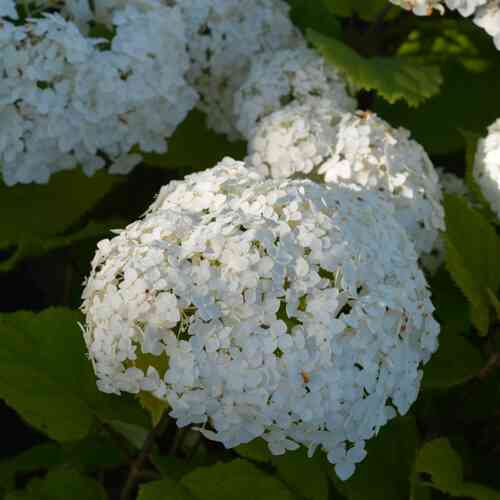 Pallohortensia 'FlowerWow'®