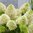 Vipphortensia 'Skyfall'® 40-60 cm