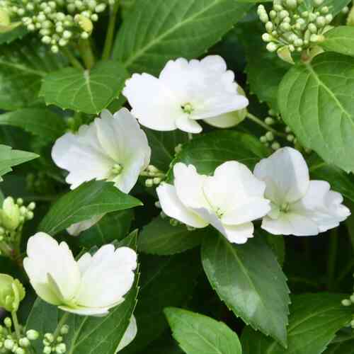 Jalohortensia Runaway Bride® 'Snow White' 6 l