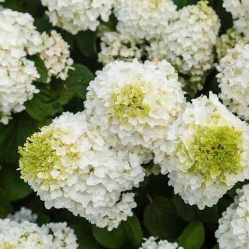 Japaninhortensia 'Little Hottie'® 30-40 cm