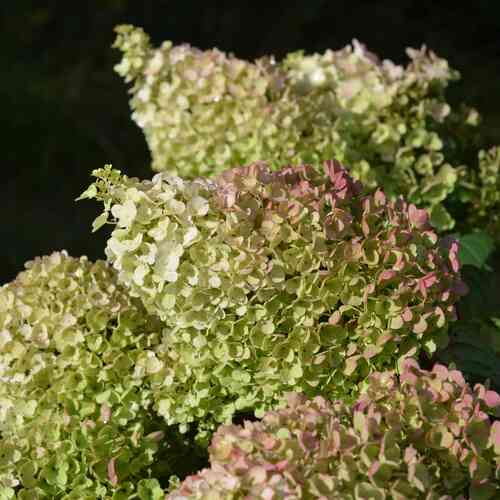 Japaninhortensia 'Little Hottie'®