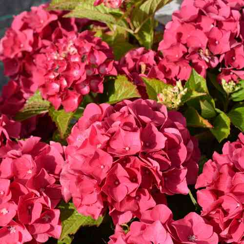 Safiirihortensia Flair & Flavours® 'Raspberry Lemonade'