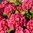 Purpurhortensia Flair & Flavours® 'Raspberry Lemonade'