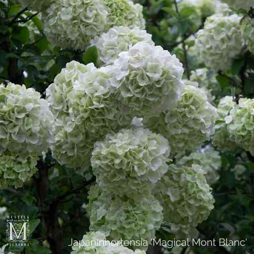 Japaninhortensia 'Magical Mont Blanc' 20-30 cm