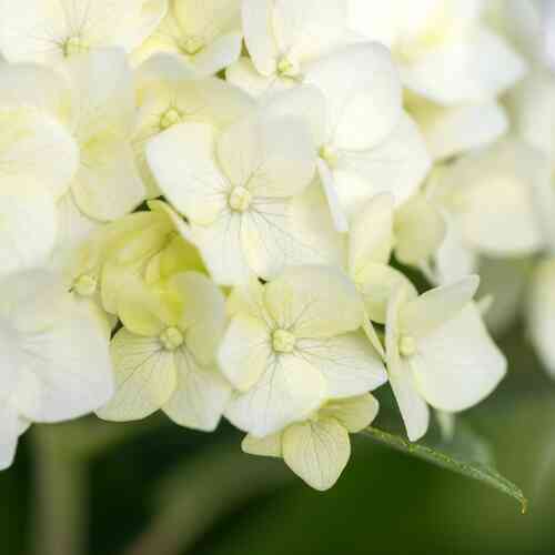 Pallohortensia 'FlowerWow'®