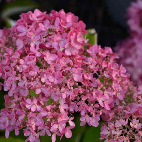 Pallohortensia 'Magical Dark Pink'