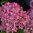 Vidjehortensia 'Magical Dark Pink'