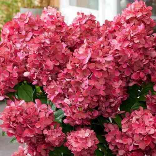Vipphortensia 'Bloody Marie' 40-60 cm