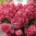 Vipphortensia 'Bloody Marie' 40-60 cm