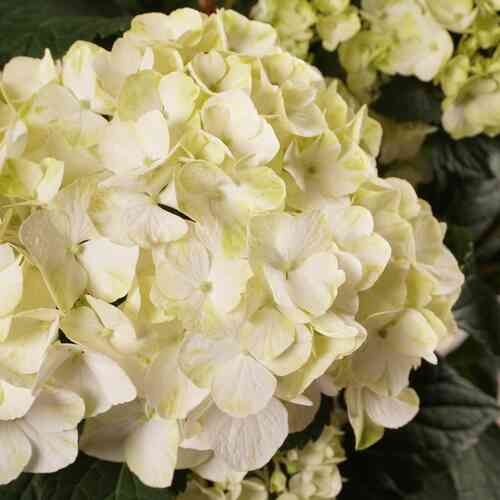 Jalohortensia 'DreamCloud'®