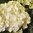 Hortensia 'DreamCloud'® 