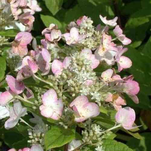 Vipphortensia 'Dart's Little Dot' 30-40 cm