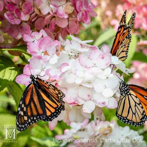 Japaninhortensia 'Dart's Little Dot' 30-40 cm