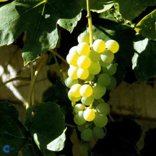 Viiniköynnös 'Lakemont'