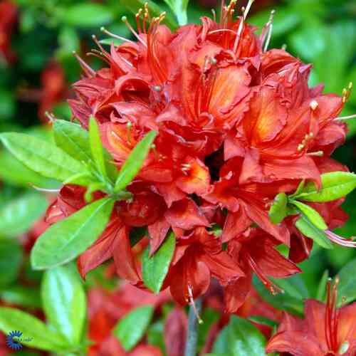 Puistoatsalea 'Satan' 30-40 cm