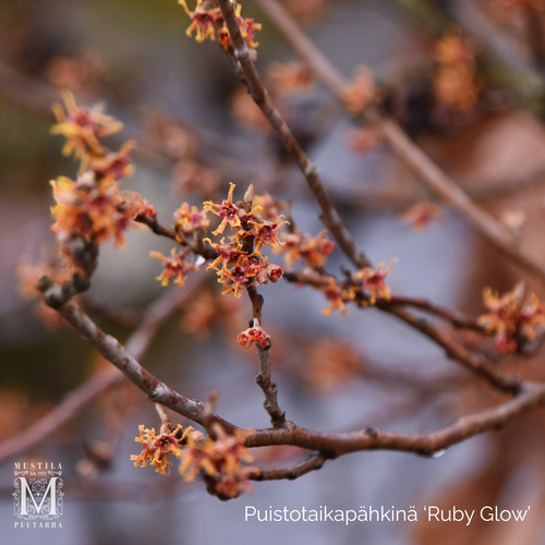 Puistotaikapähkinä 'Ruby Glow'