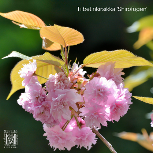 Glanskörsbär 'Shirofugen'