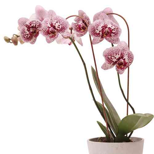 Kasvituki 'Orkidea'