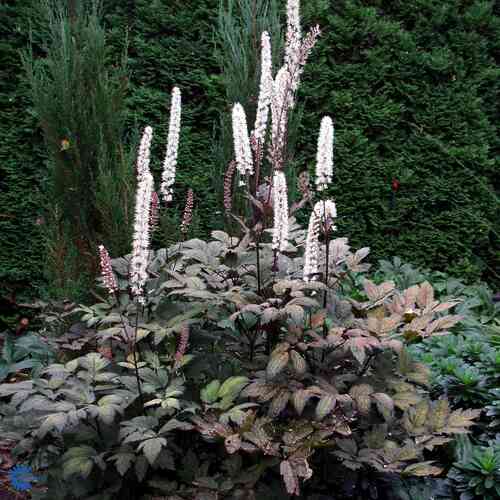 Syyskimikki 'Brunette'