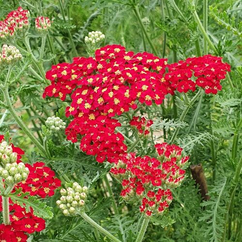 Punakärsämö 'Paprika'