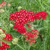 Punakärsämö 'Paprika'