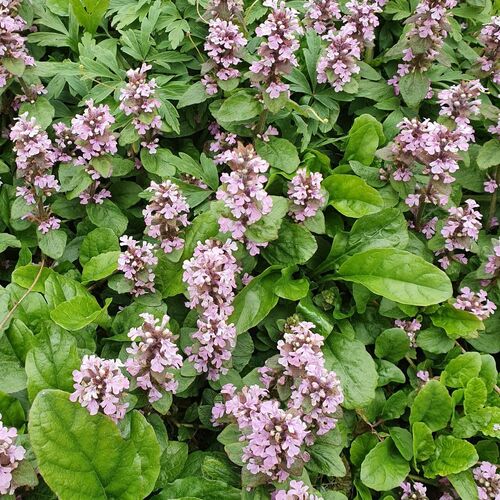 Rönsyakankaali 'Rosea'
