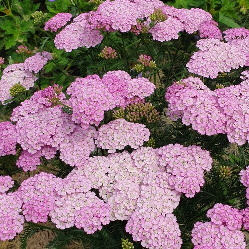 Punakärsämö 'Appleblossom'