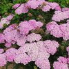 Punakärsämö 'Appleblossom'