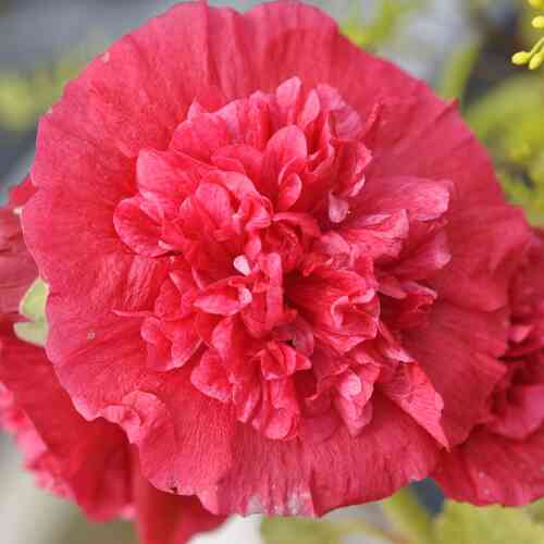 Stockros 'Chaters Red'