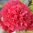 Stockros 'Chaters Red'