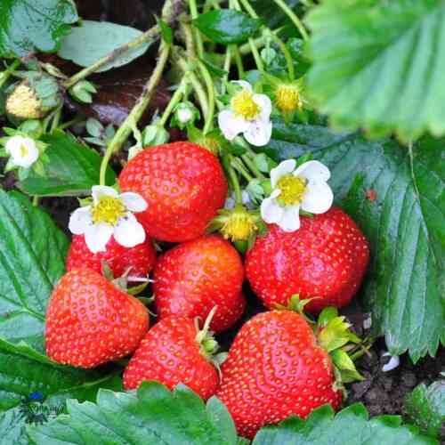 Puutarhamansikka 'Saga' 