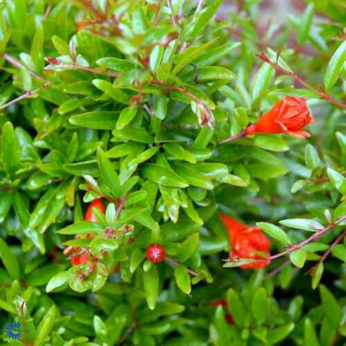 Granaattiomena 'Crimson Sky'