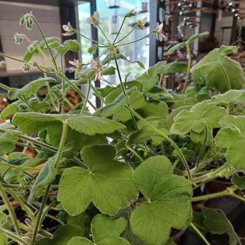 Tuoksupelargonia tomentosum 12 cm ruukku