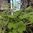 Tuoksupelargonia tomentosum 12 cm ruukku