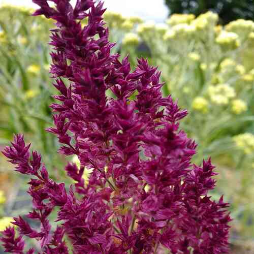 Lehtosalvia 'Schwellenburg'