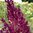 Lehtosalvia 'Schwellenburg'