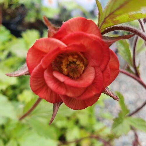 Tarhakellukka 'Flames of Passion'
