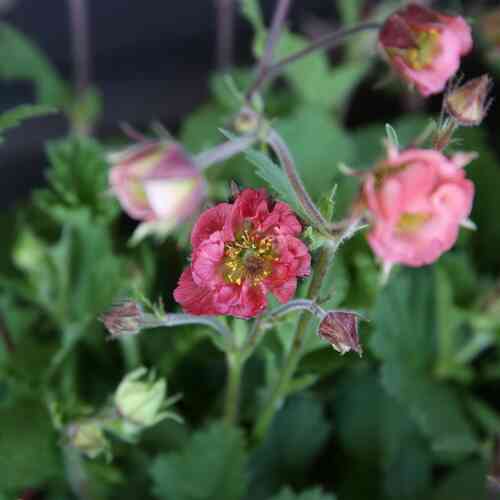 Kellukka 'Tempo Coral'