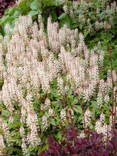 Tiarella 'Sugar and Spice'