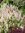 Tiarella 'Sugar and Spice'
